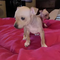 AHT BOY 1, a male American Hairless Terrier for sale in Tulsa, OK – Photo 5 of 10