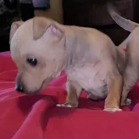 AHT BOY 1, a male American Hairless Terrier for sale in Tulsa, OK – Photo 2 of 10