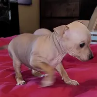 AHT BOY 1, a male American Hairless Terrier for sale in Tulsa, OK – Photo 4 of 10