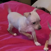 AHT BOY 1, a male American Hairless Terrier for sale in Tulsa, OK – Photo 6 of 10