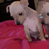 AHT BOY 1, a male American Hairless Terrier for sale in Tulsa, OK – Photo 3 of 10