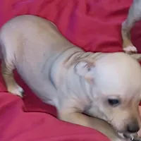 AHT BOY 1, a male American Hairless Terrier for sale in Tulsa, OK – Photo 9 of 10