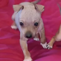 AHT BOY 1, a male American Hairless Terrier for sale in Tulsa, OK – Photo 10 of 10