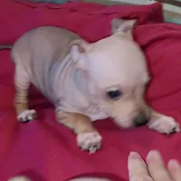 AHT BOY 1, a male American Hairless Terrier for sale in Tulsa, OK – Photo 8 of 10