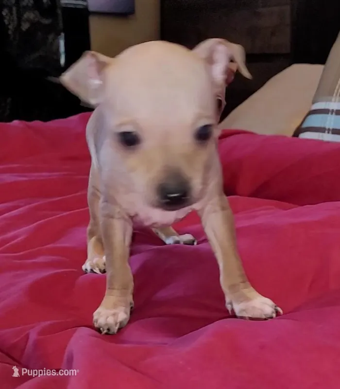 AHT BOY 1, a male American Hairless Terrier for sale in Tulsa, OK – Photo 1 of 10