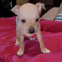 AHT BOY 1, a male American Hairless Terrier for sale in Tulsa, OK – Photo 1 of 10