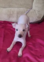 Boy - Red, a male American Hairless Terrier for sale in Tulsa, OK – Photo 10 of 10