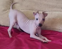 Boy - Red, a male American Hairless Terrier for sale in Tulsa, OK – Photo 1 of 10