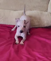 Boy - Red, a male American Hairless Terrier for sale in Tulsa, OK – Photo 9 of 10