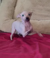 Boy - Red, a male American Hairless Terrier for sale in Tulsa, OK – Photo 4 of 10