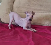 Boy - Red, a male American Hairless Terrier for sale in Tulsa, OK – Photo 3 of 10