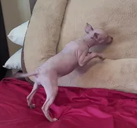 Boy - Red, a male American Hairless Terrier for sale in Tulsa, OK – Photo 5 of 10