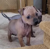July Girl Brown, a female American Hairless Terrier for sale in Tulsa, OK – Photo 3 of 8