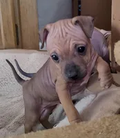 July Girl Brown, a female American Hairless Terrier for sale in Tulsa, OK – Photo 4 of 8
