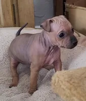 July Girl Brown, a female American Hairless Terrier for sale in Tulsa, OK – Photo 5 of 8