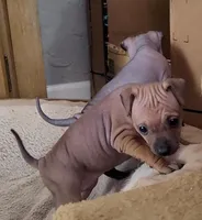 July Girl Brown, a female American Hairless Terrier for sale in Tulsa, OK – Photo 8 of 8
