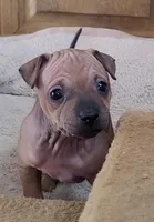 July Girl Brown, a female American Hairless Terrier for sale in Tulsa, OK – Photo 1 of 8