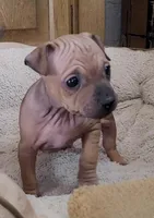 July Girl Brown, a female American Hairless Terrier for sale in Tulsa, OK – Photo 2 of 8