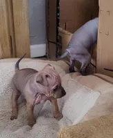 July Girl Brown, a female American Hairless Terrier for sale in Tulsa, OK – Photo 7 of 8