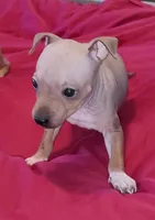 AHT BOY 2, a male American Hairless Terrier for sale in Tulsa, OK – Photo 6 of 8