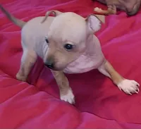 AHT BOY 2, a male American Hairless Terrier for sale in Tulsa, OK – Photo 5 of 8