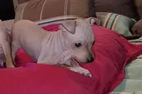 AHT BOY 2, a male American Hairless Terrier for sale in Tulsa, OK – Photo 2 of 8