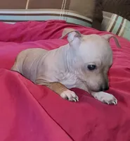 AHT BOY 2, a male American Hairless Terrier for sale in Tulsa, OK – Photo 7 of 8