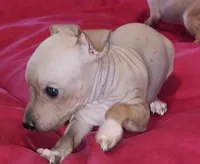 AHT BOY 2, a male American Hairless Terrier for sale in Tulsa, OK – Photo 8 of 8