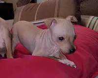 AHT BOY 2, a male American Hairless Terrier for sale in Tulsa, OK – Photo 4 of 8