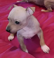 AHT BOY 2, a male American Hairless Terrier for sale in Tulsa, OK – Photo 3 of 8