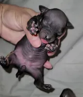 Black & Tan Girl`, a female American Hairless Terrier for sale in Tulsa, OK – Photo 3 of 7