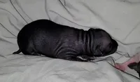 Black & Tan Girl`, a female American Hairless Terrier for sale in Tulsa, OK – Photo 6 of 7