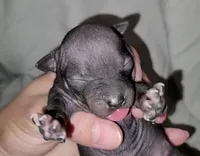 Black & Tan Girl`, a female American Hairless Terrier for sale in Tulsa, OK – Photo 2 of 7