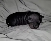 Black & Tan Girl`, a female American Hairless Terrier for sale in Tulsa, OK – Photo 5 of 7