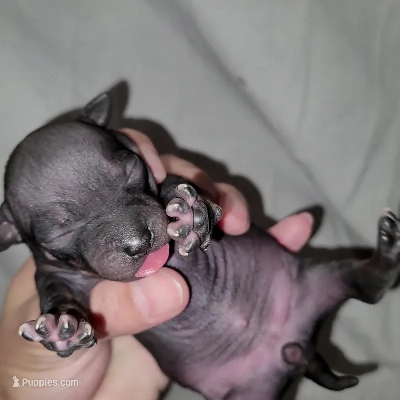 Black & Tan Girl`, a female American Hairless Terrier for sale in Tulsa, OK – Photo 1 of 7