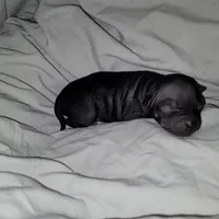 Black & Tan Girl`, a female American Hairless Terrier for sale in Tulsa, OK – Photo 4 of 7