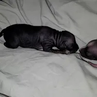 Black & Tan Girl`, a female American Hairless Terrier for sale in Tulsa, OK – Photo 7 of 7