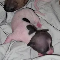 Piebald Girl 01, a female American Hairless Terrier for sale in Tulsa, OK – Photo 4 of 8