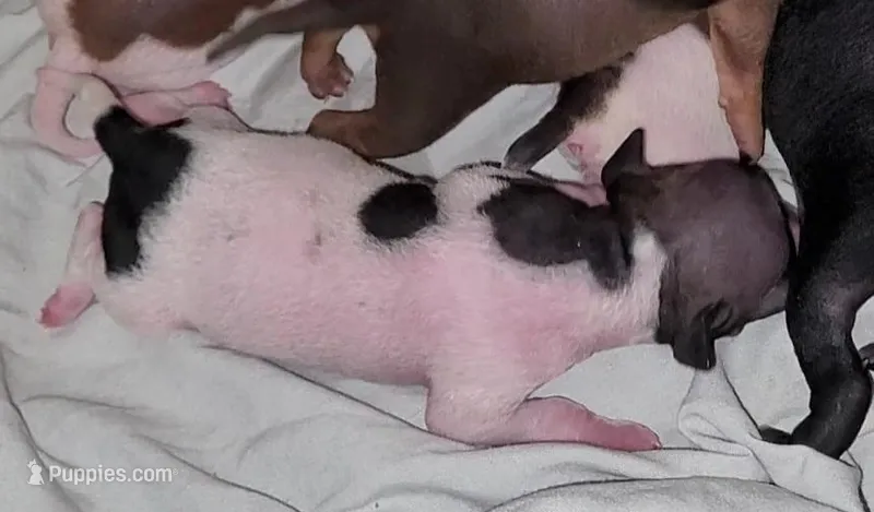 Piebald Girl 01, a female American Hairless Terrier for sale in Tulsa, OK – Photo 1 of 8