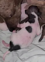 Piebald Girl 01, a female American Hairless Terrier for sale in Tulsa, OK – Photo 5 of 8