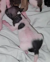 Piebald Girl 01, a female American Hairless Terrier for sale in Tulsa, OK – Photo 8 of 8