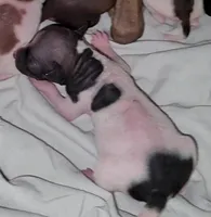 Piebald Girl 01, a female American Hairless Terrier for sale in Tulsa, OK – Photo 6 of 8