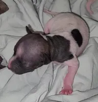 Piebald Girl 01, a female American Hairless Terrier for sale in Tulsa, OK – Photo 2 of 8