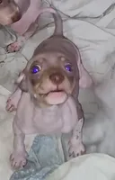 Boy B2, a male American Hairless Terrier for sale in Tulsa, OK – Photo 4 of 10