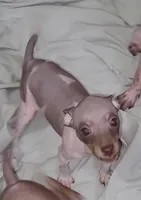 Boy B2, a male American Hairless Terrier for sale in Tulsa, OK – Photo 3 of 10