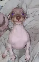 Boy B2, a male American Hairless Terrier for sale in Tulsa, OK – Photo 5 of 10