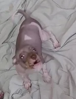 Boy B2, a male American Hairless Terrier for sale in Tulsa, OK – Photo 9 of 10