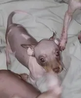 Boy B2, a male American Hairless Terrier for sale in Tulsa, OK – Photo 10 of 10