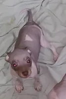 Boy B2, a male American Hairless Terrier for sale in Tulsa, OK – Photo 1 of 10