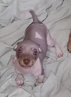 Boy B2, a male American Hairless Terrier for sale in Tulsa, OK – Photo 2 of 10